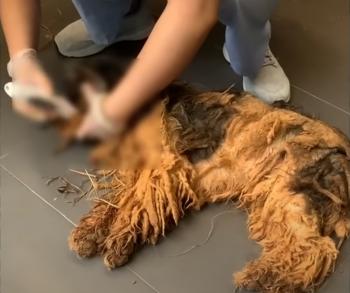 From Despair to Joy: The Muddy Stray Dog's Miraculous Transformation-1