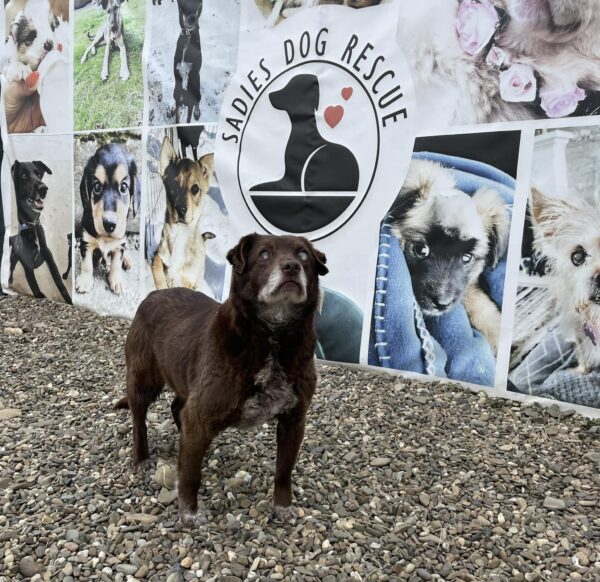 De la desesperación a la alegría: la transformación de Teasel, un perro ciego abandonado en la carretera-1