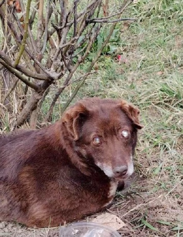 From Despair to Joy: The Transformation of Teasel, a Blind Dog Abandoned by the Road-1