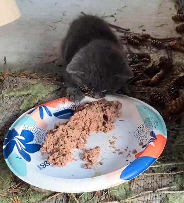 From Desperate Cries to Joyful Leaps: The Dramatic Rescue of a Lonely Kitten-2