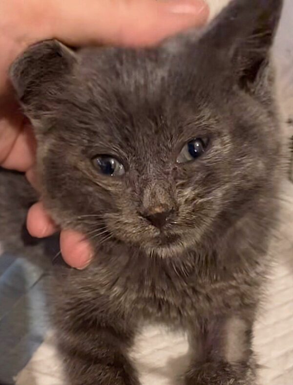 From Desperate Cries to Joyful Leaps: The Dramatic Rescue of a Lonely Kitten-4