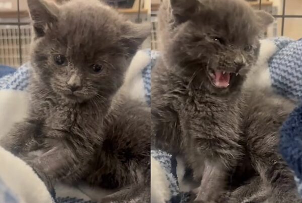 From Desperate Cries to Joyful Leaps: The Dramatic Rescue of a Lonely Kitten-5