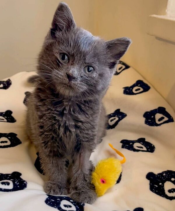 From Desperate Cries to Joyful Leaps: The Dramatic Rescue of a Lonely Kitten-6