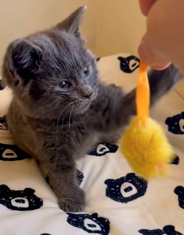 From Desperate Cries to Joyful Leaps: The Dramatic Rescue of a Lonely Kitten-7