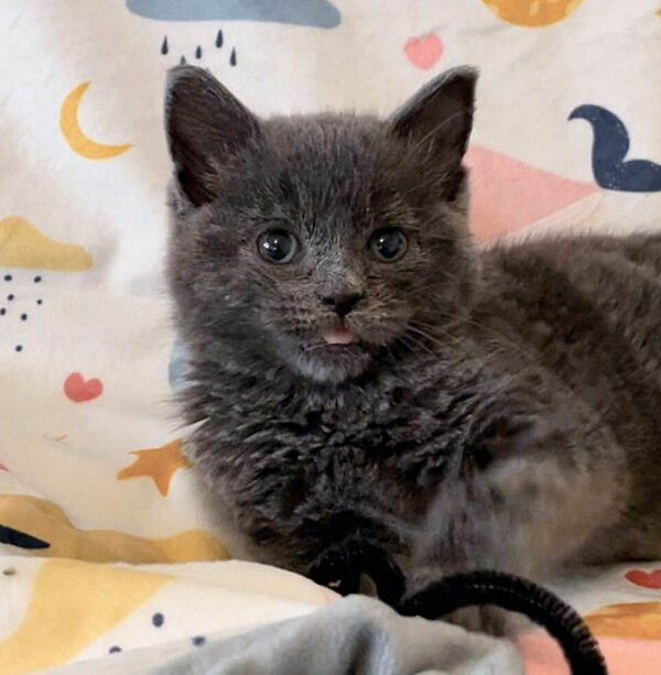 From Desperate Cries to Joyful Leaps: The Dramatic Rescue of a Lonely Kitten-8