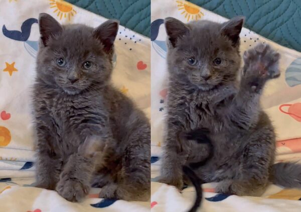 From Desperate Cries to Joyful Leaps: The Dramatic Rescue of a Lonely Kitten-9