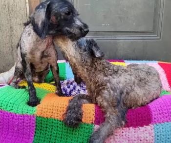 From Desperate Pleas to Joyful Leaps: The Emotional Rescue of Two Neglected Dogs-1