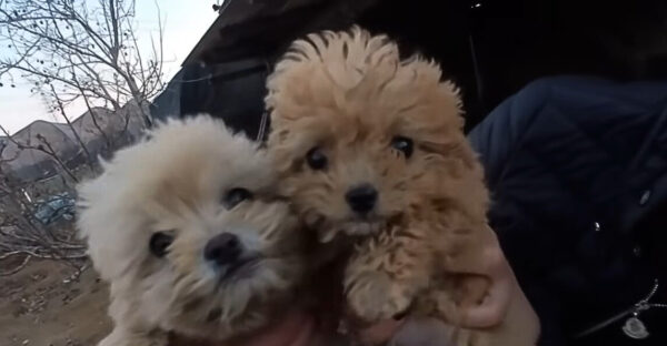 De la desesperación al deleite: la transformación de dos cachorros abandonados-1