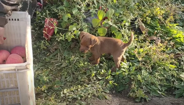 De la desesperación a la alegría: el viaje milagroso de un cachorro de la basura al amor-1