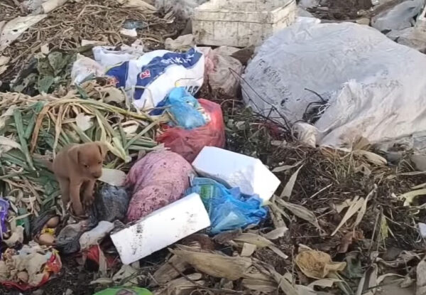 De la desesperación a la alegría: el viaje milagroso de un cachorro de la basura al amor-1