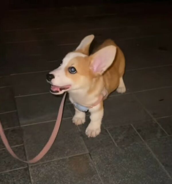 De la desesperación a la alegría: el increíble viaje de un cachorro rescatado-1