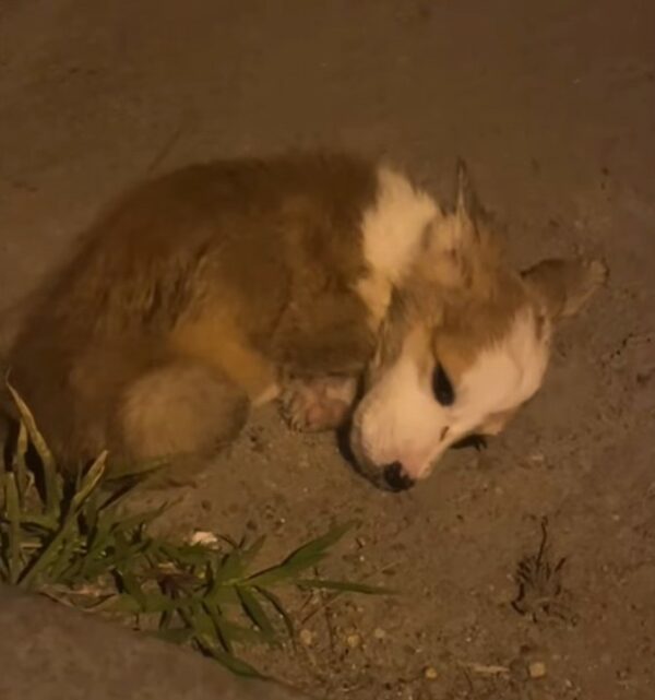 De la desesperación a la alegría: el increíble viaje de un cachorro rescatado-1