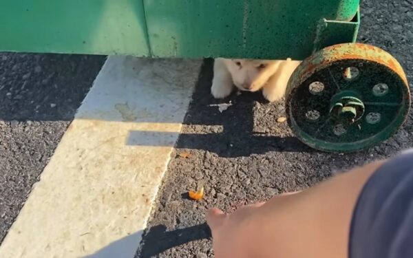 De la desesperación al deleite del contenedor de basura: el viaje de un cachorro hacia la alegría-1