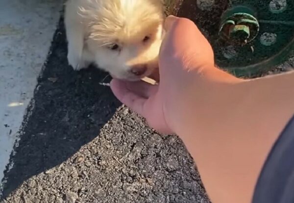 De la desesperación al deleite del contenedor de basura: el viaje de un cachorro a la alegría-2