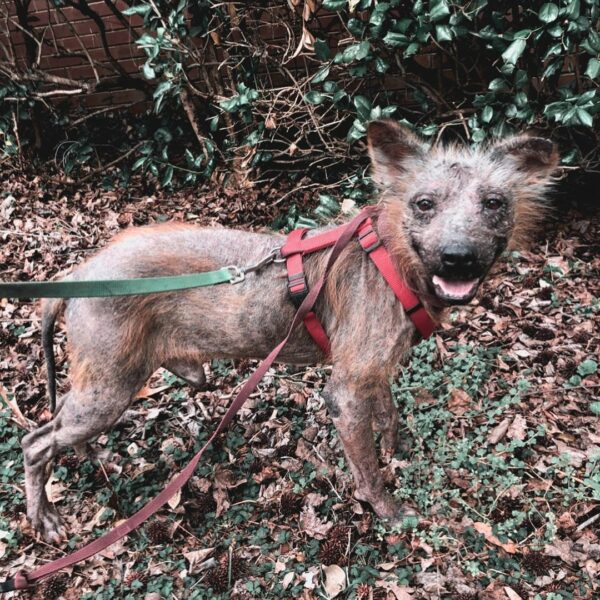 Del miedo al afecto: la increíble historia del viaje de un cachorro sin pelo-1