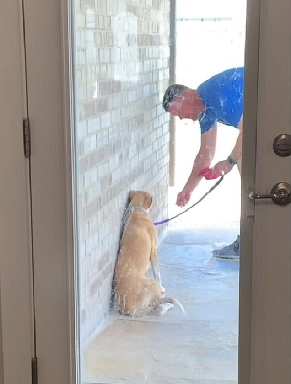 Del miedo a la eternidad: cómo un cachorro abandonado la encontró feliz para siempre-1