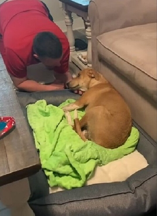 Del miedo a la eternidad: cómo un cachorro abandonado la encontró feliz para siempre-1