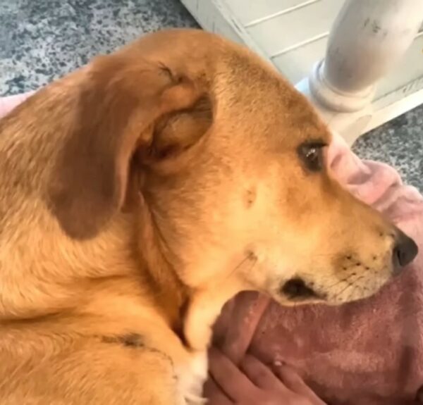 Del miedo a la eternidad: cómo un cachorro abandonado la encontró feliz para siempre-1