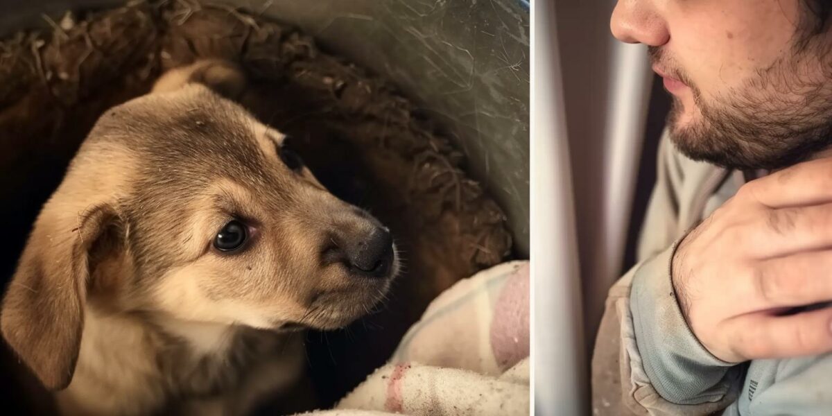 From Fear to Forever: How One Abandoned Puppy Found Her Happily Ever After