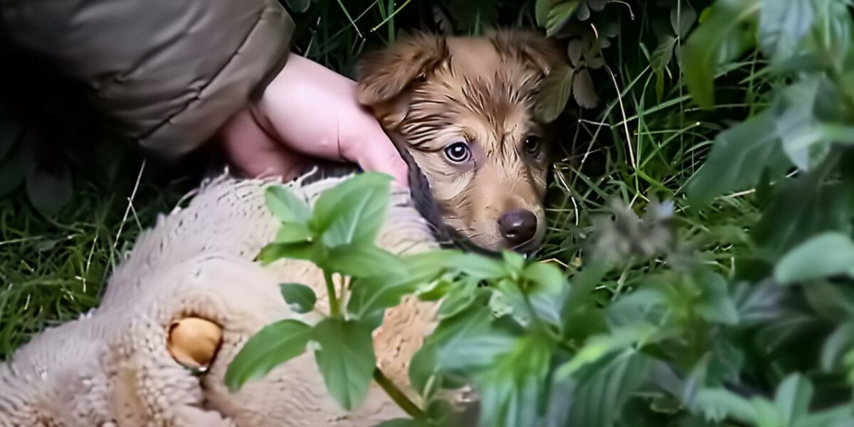 From Fear to Forever: Nervous Pup Finds Unexpected Heroes