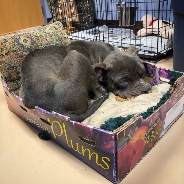 From Fear to Forever: The Journey of Plum, The Puppy Found in a Plum Box-1