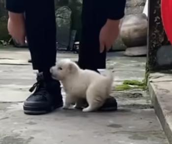 Del miedo a la eternidad: el cachorro que encontró esperanza debajo de un contenedor de basura-1