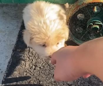 Del miedo a la eternidad: el cachorro que encontró esperanza debajo de un contenedor de basura-1