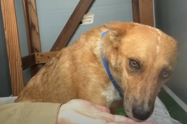 Del miedo a la amistad: cómo un perro de rescate encontró valor con un aliado improbable-1