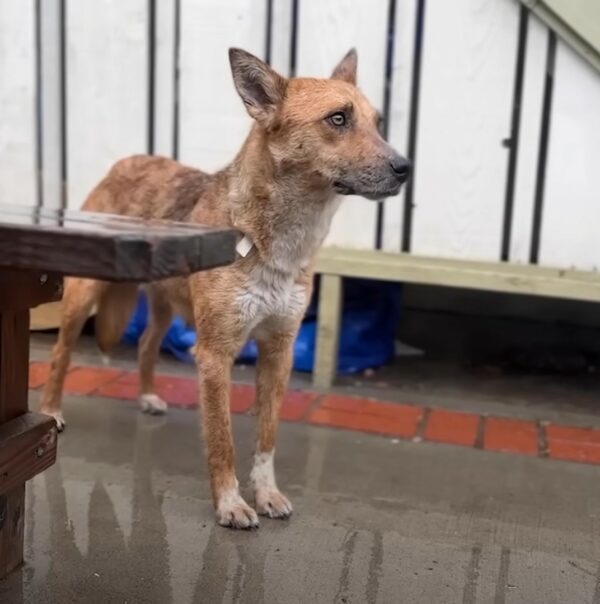 Del miedo a la amistad: cómo un perro de rescate encontró valor con un aliado improbable-1