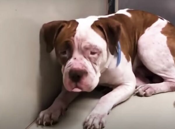 From Fear to Joy: The Tale of a Terrified Pit Bull Who Found His Forever Home-1