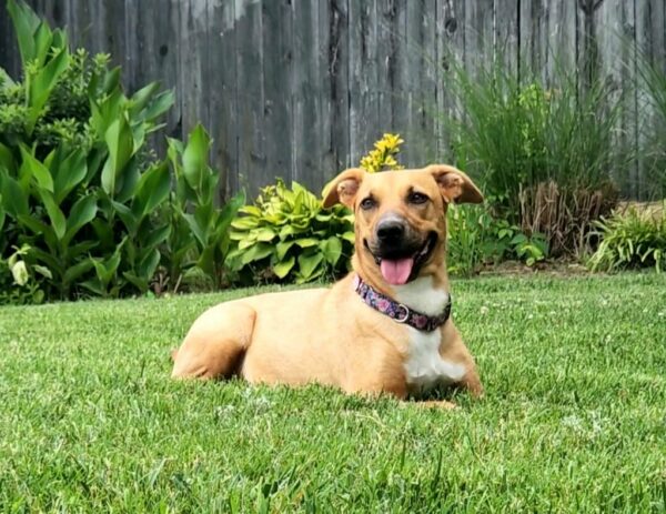 From Fearful to Joyful: The Transformative Journey of a Shelter Dog and Her 14 Pups-1