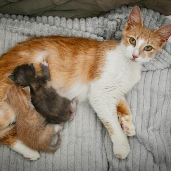 Del campo a la familia: el conmovedor viaje de una madre gata y sus gatitos-1