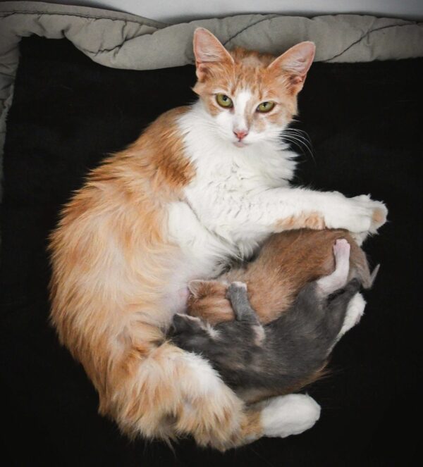 From Fields to Family: The Stirring Journey of a Mother Cat and Her Kittens-8