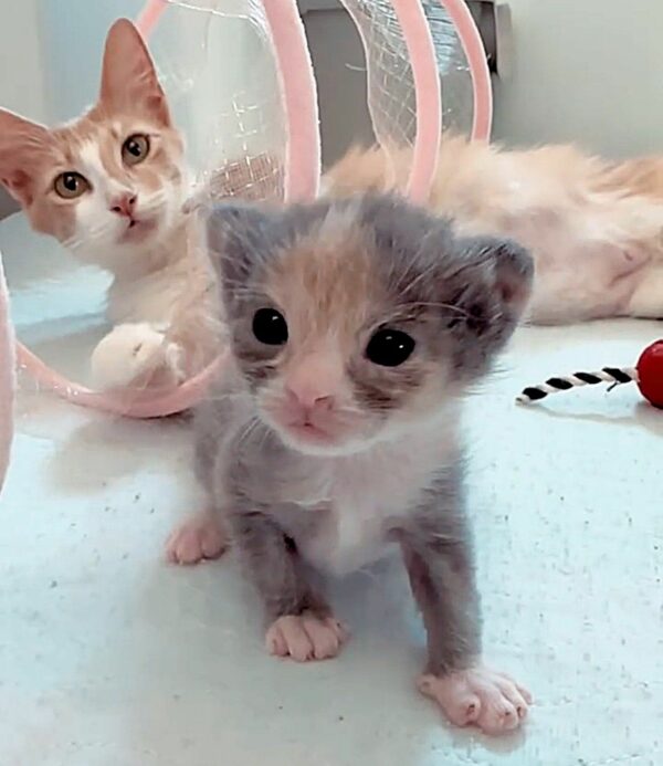 Del campo a la familia: el conmovedor viaje de una madre gata y sus gatitos-9