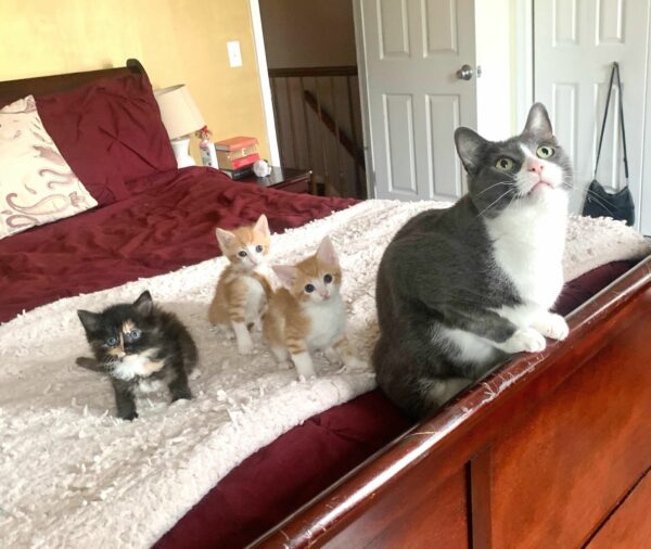 From Fragility to Friendship: Kittens Overcome Odds to Embrace New Family-1