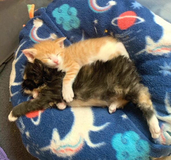 De la fragilidad a la amistad: los gatitos superan los obstáculos para abrazar una nueva familia-1