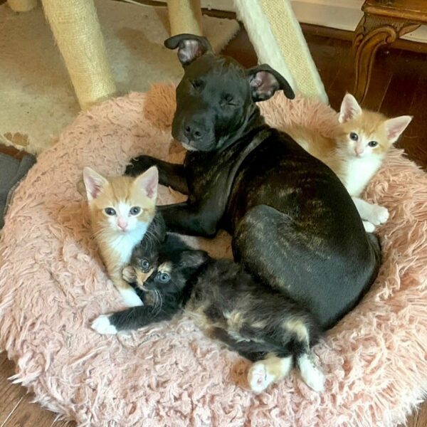 From Fragility to Friendship: Kittens Overcome Odds to Embrace New Family-1