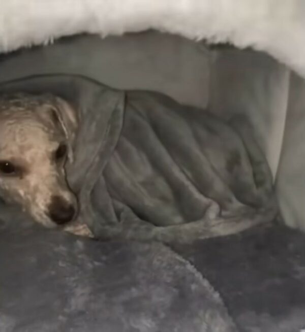 From Freezing Nights to Warm Beds: The Touching Rescue of a Lonely Puppy-1