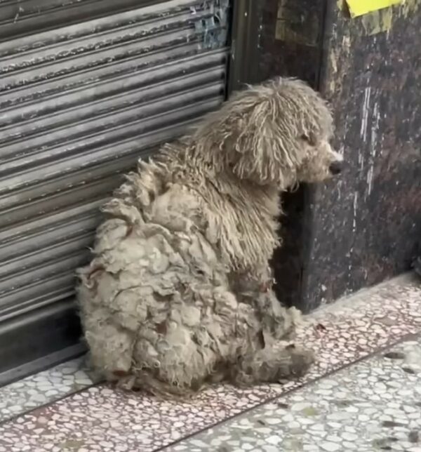 De noches heladas a camas cálidas: el conmovedor rescate de un cachorro solitario-1