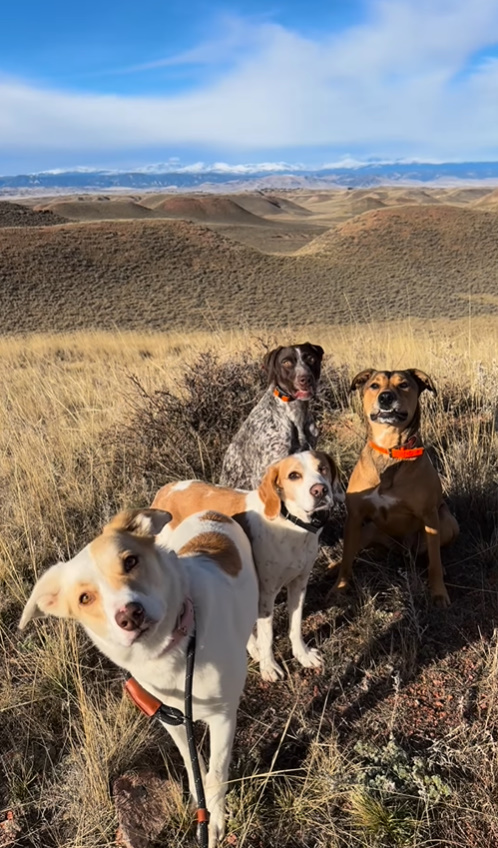 De los gruñidos a la gratitud: el viaje transformador de un perro de rescate-1