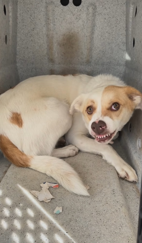 De los gruñidos a la gratitud: el viaje transformador de un perro de rescate-1