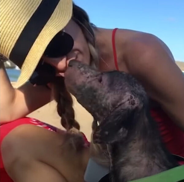 From Heartbreak to Hope: A Mangy Pup's Beachside Miracle Rescue-1