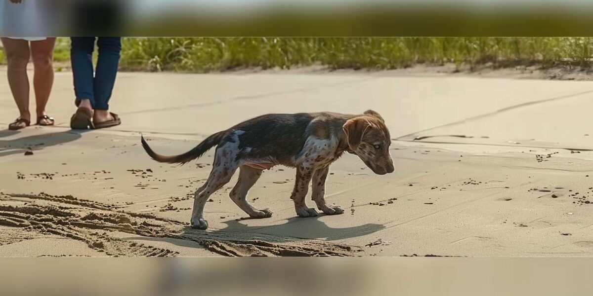 From Heartbreak to Hope: A Mangy Pup's Beachside Miracle Rescue