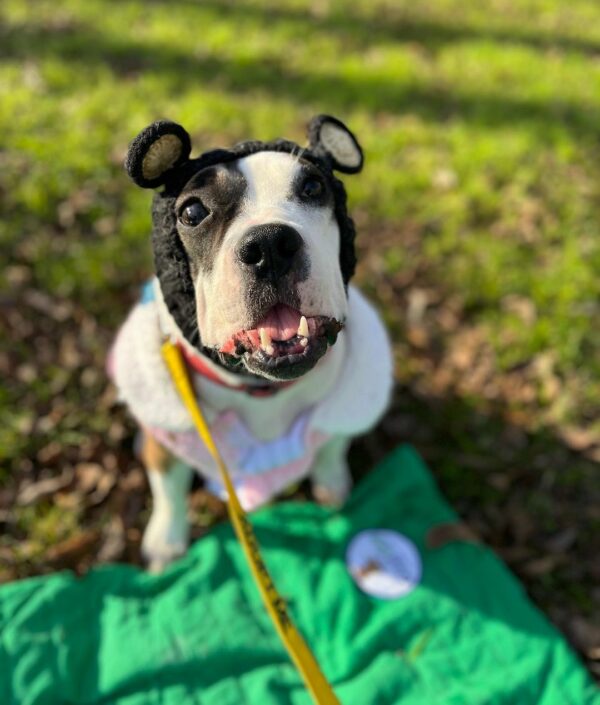 De la desesperanza a la felicidad: el increíble cambio de un perro inadoptable-1