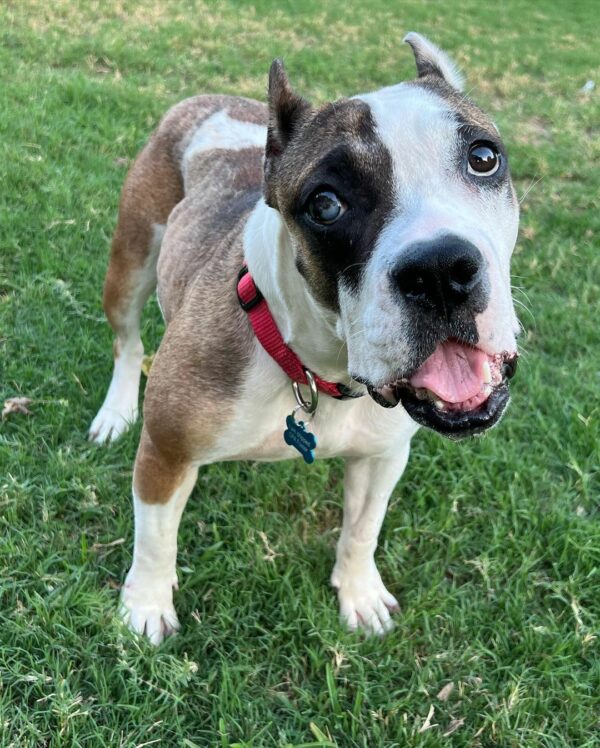 De la desesperanza a la felicidad: el increíble cambio de un perro inadoptable-1