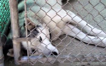 Del sujeto de prueba de laboratorio al hogar amoroso: el increíble viaje de un perro llamado Nate-1