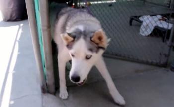 Del sujeto de prueba de laboratorio al hogar amoroso: el increíble viaje de un perro llamado Nate-2