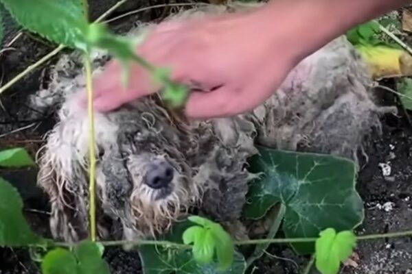 Del abandono a nuevos comienzos: el sorprendente cambio de imagen de un cachorro olvidado-1