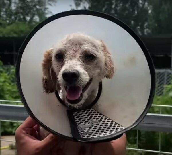 Del abandono a nuevos comienzos: el sorprendente cambio de imagen de un cachorro olvidado-1