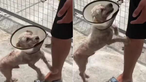 Del abandono a nuevos comienzos: el sorprendente cambio de imagen de un cachorro olvidado-1